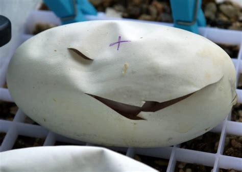 Image result for Empty Python Eggs