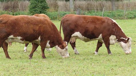 Image result for Cow Hereford Cattle