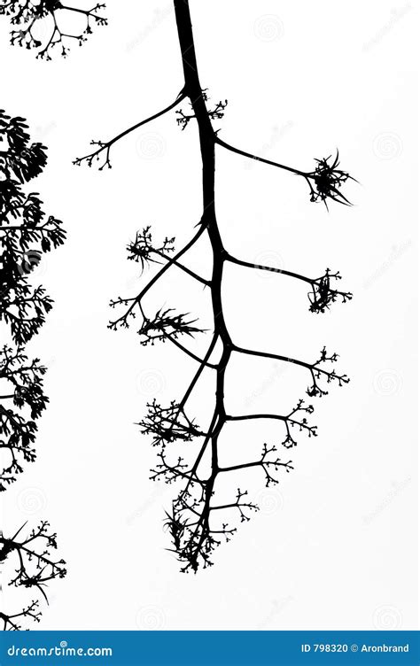 Toradh íomhá ar Fractal Outline