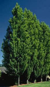 Afbeeldingsresultaten voor Columnar Poplar Tree