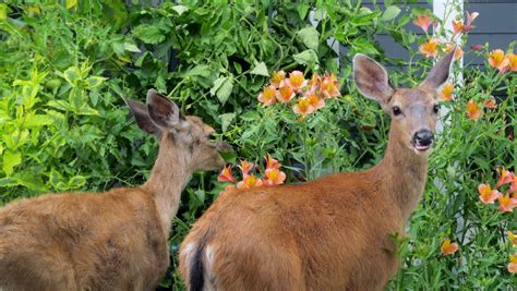 Image result for How to Attract a Deer