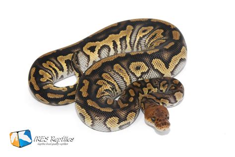 Image result for Bamboo Stranger Ball Python