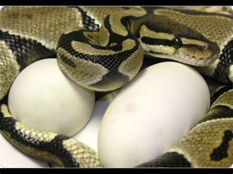 Ball Python Reproduction に対する画像結果