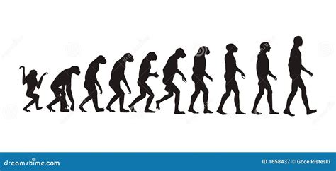 Image result for Example of Human Evolution