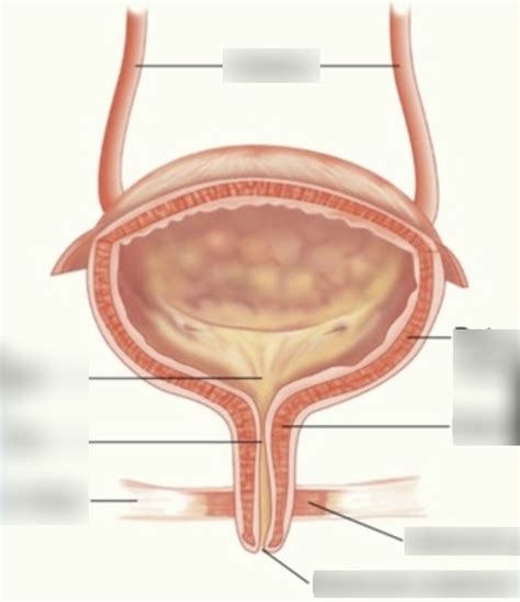 Image result for Blood Vessels in Bladder Diagram