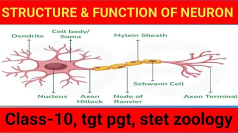Image result for Neuron Structure CBSE 10 Class