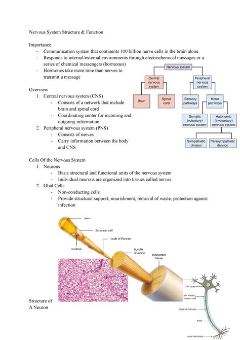 Image result for Nervous System Structure and Function