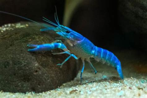 11 Types of Crayfish (Freshwater Crustaceans) - Wildlife Informer