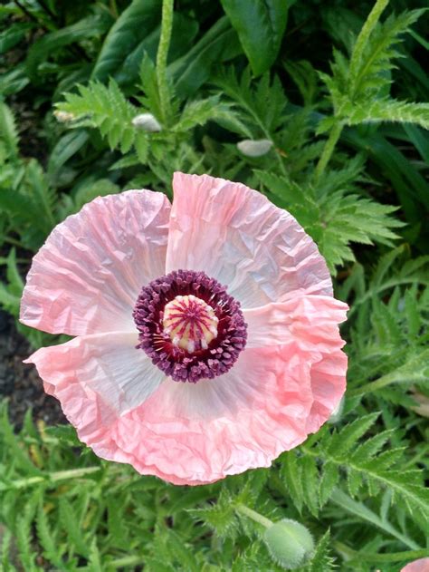 Image result for Poppy Varieties