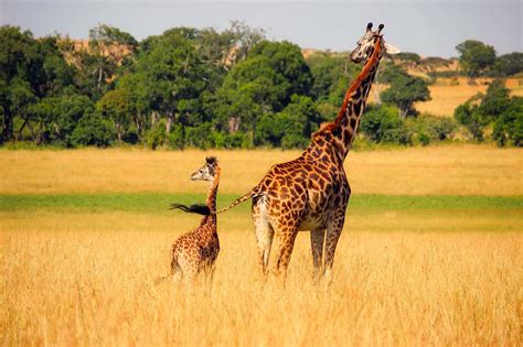 Image result for Giraffe Mammal