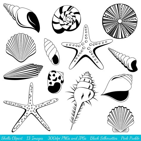 Image result for Shell with Line Design