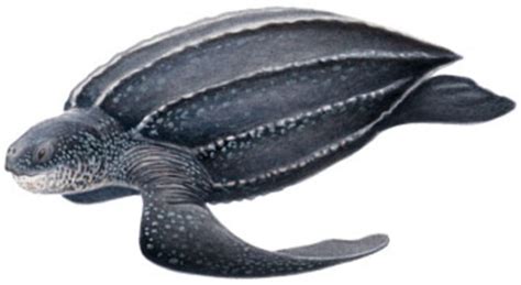 Leatherback Sea Turtle - A Critically Endangered Species | hubpages
