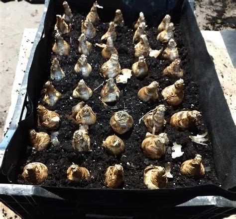 Afbeeldingsresultaten voor How to Replant Daffodil Bulbs