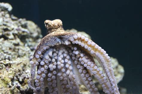 Image result for Small Octopus