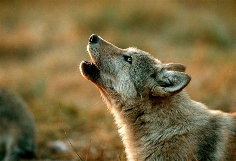 Image result for Wolves Howling Audio
