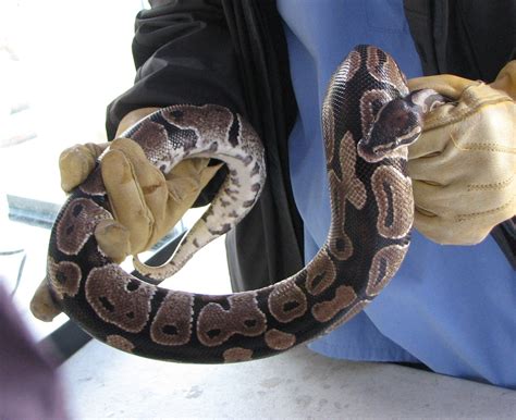 Image result for My Ball Python Bit Me