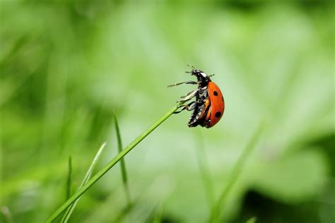 Image result for Ladybug Fun Facts for Kids