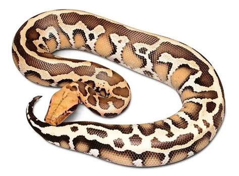 Afbeeldingsresultaten voor Borneo Short Tail Python