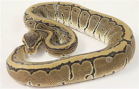Pinstripe Royal Python に対する画像結果