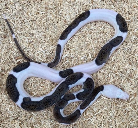 Pied Reticulated Python に対する画像結果