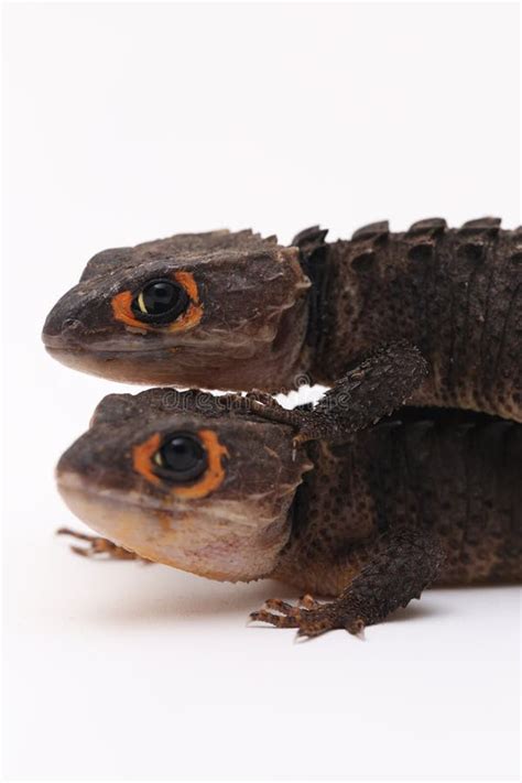 Toradh íomhá ar Red-Eyed Python