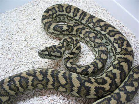 Grey Coastal Carpet Python に対する画像結果
