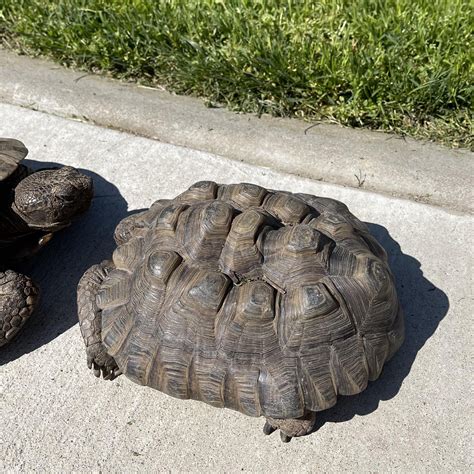 Turtle's Shell Pyramids に対する画像結果