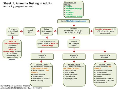 Image result for Anemia Work Up Algorithm