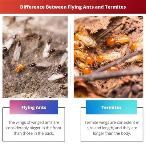 Flying Ants vs Termites に対する画像結果