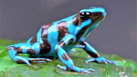 Image result for Beautiful Ob Amazing Frog
