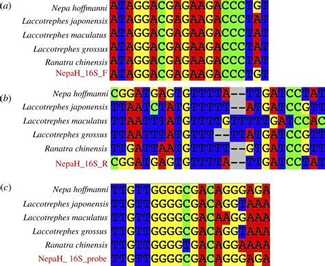 Toradh íomhá ar What Is Reverse Transcriptase PCR