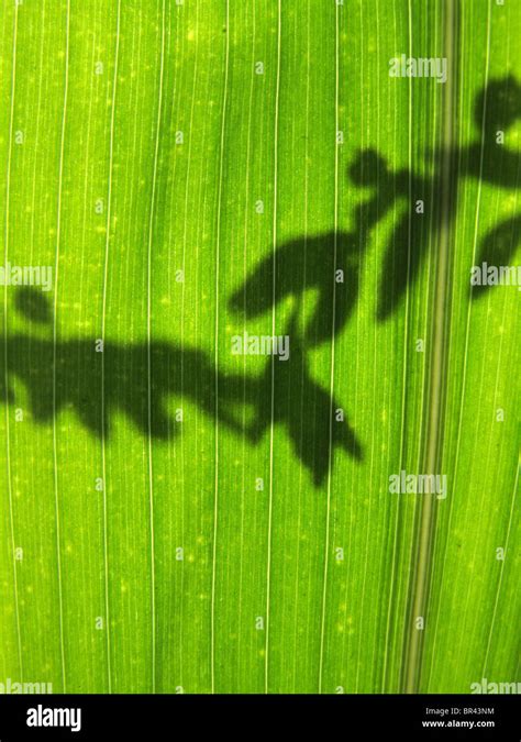 Maize Flower માટે ઇમેજ પરિણામ