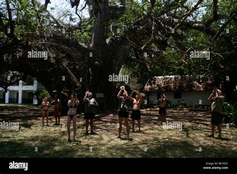 Monkeys On Baobab Tree に対する画像結果