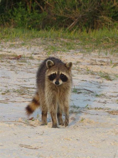 Image result for Raccoon Scats Identification Chart