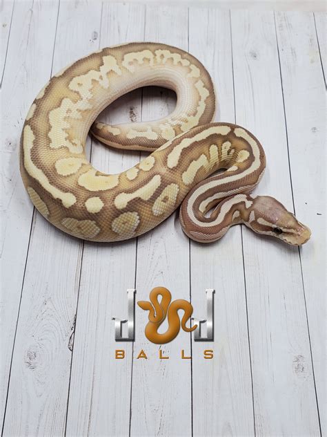 Banan Butter Python に対する画像結果