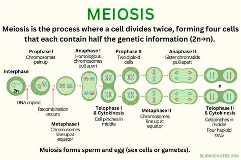 Afbeeldingsresultaten voor Cell Processes