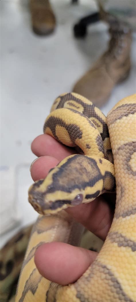 Ball Python Eye Bulging に対する画像結果