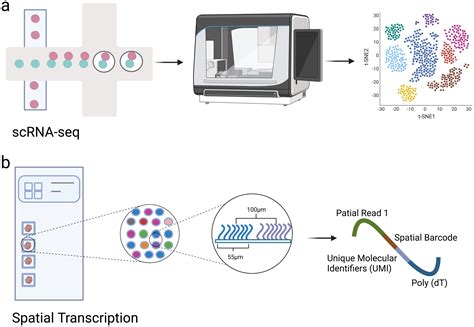 Toradh íomhá ar Icon Transcriptomics RNA