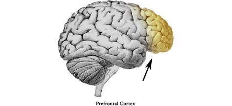 Toradh íomhá ar Functions of the Prefrontal Cortex