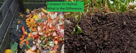 Image result for Formation of Humus in Compost