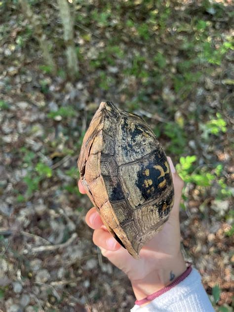 Toradh íomhá ar Turtle Shell Concave