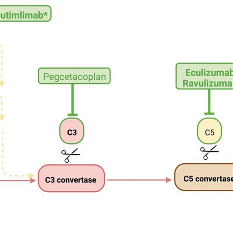 Image result for Complement Cascade Factor H