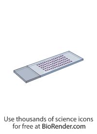 Image result for Microscope Grid Slide