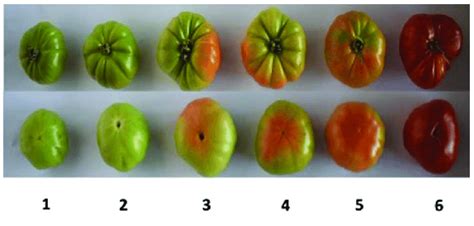 Toradh íomhá ar Tomato Color Code Chart
