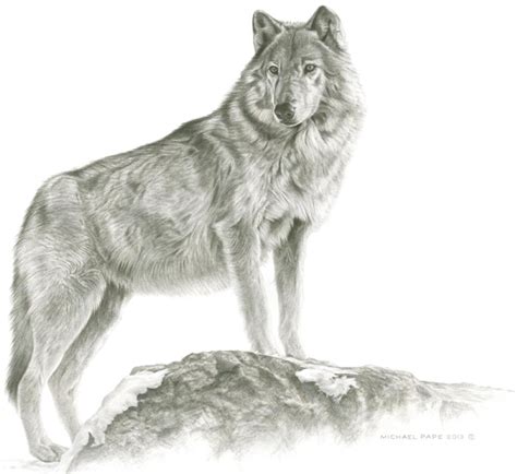 Image result for Wolves Drawing