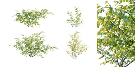 Image result for Blender 4 3 Bush Asset