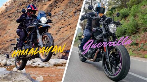 Image result for Java vs Himalayan