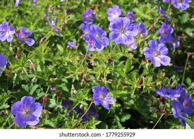 Image result for Geranium Bed
