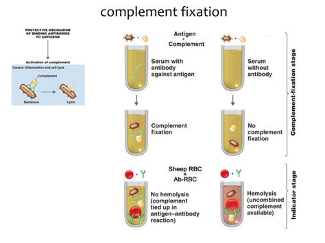 Image result for Complement Fixation Immune System