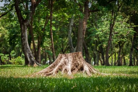 Image result for How to Kill Trees Sprouting in Yard